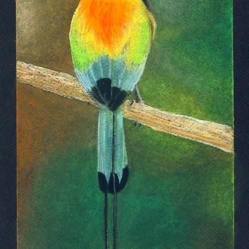 Exotic bird, Motmot à sourcils turquoises