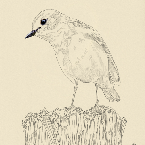 Bird Drawing Sketch