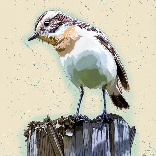 Bird Illustration