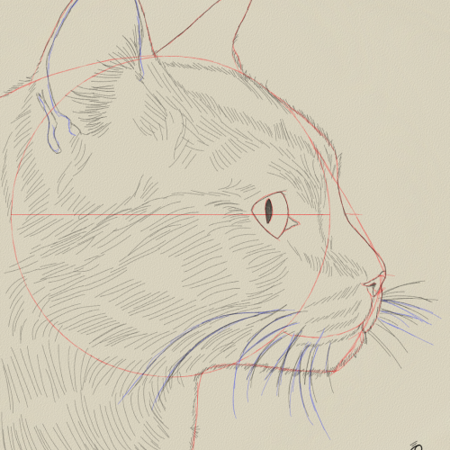Cat Side Drawing Sketch Study by Oz Galeano
