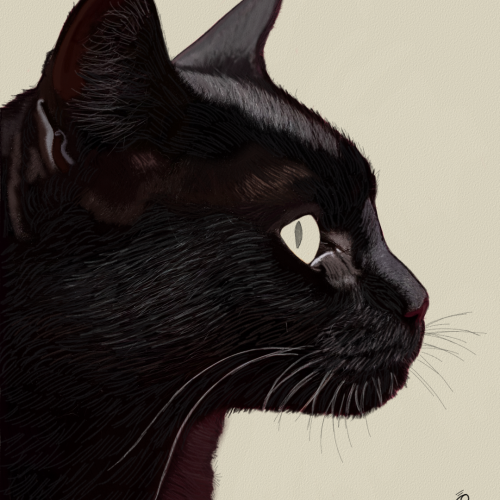 Cat Drawing Sketch by Oz Galeano
