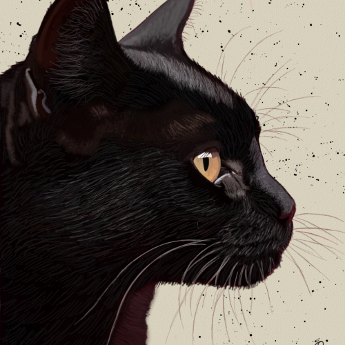 Black Cat Drawing Art by Oz Galeano