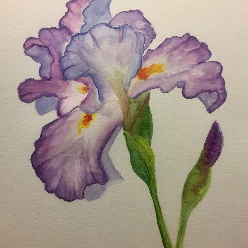 Iris, watercolor 140 lb. Cold Press