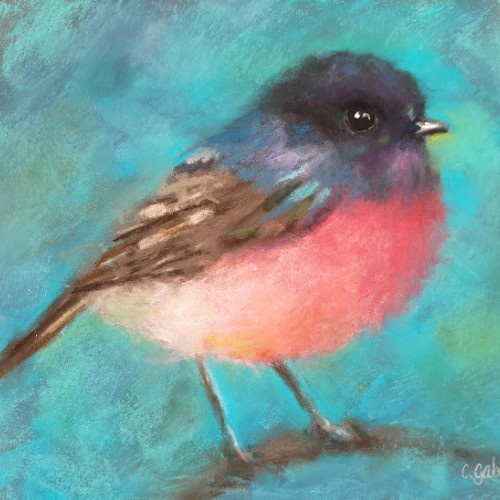 Pink Robin