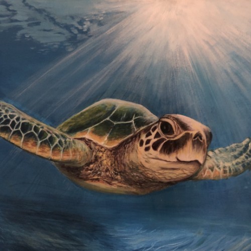 See Turtle Sea Turtle