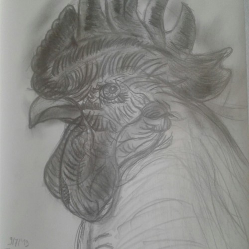 Rooster