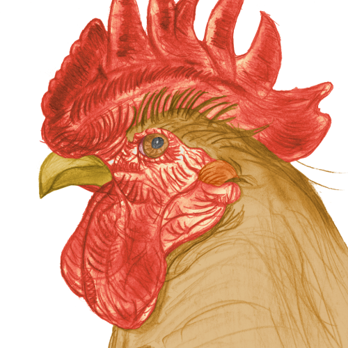 Rooster