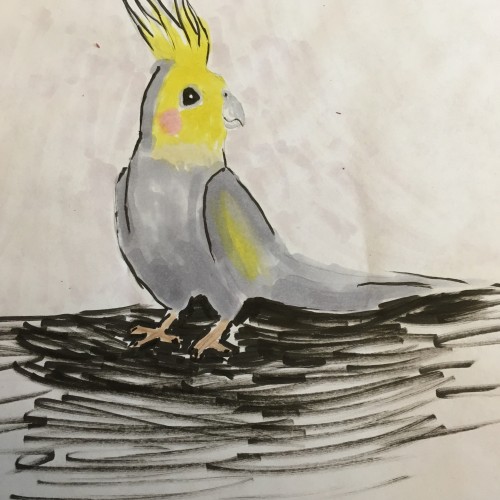 Cockatiel