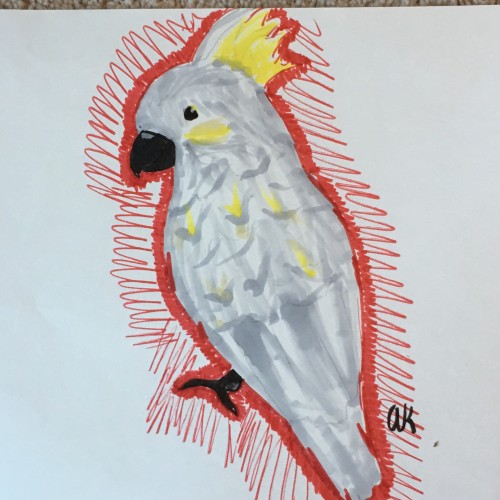 Sulfur Crested Cockatoo