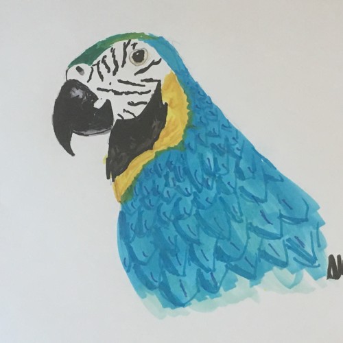 Blue and Gold Macaw