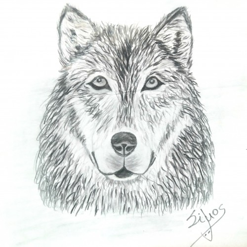 One year drawing challenge / Day 3 / Wolf