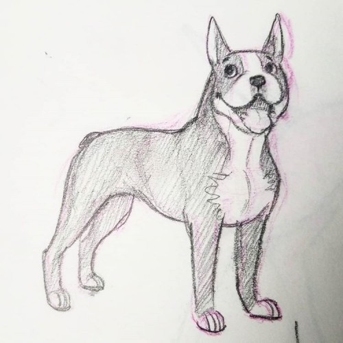 Boston Terrier Sketch