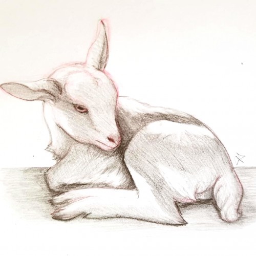 Baby goat study