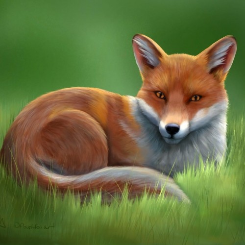 Fox in Grass