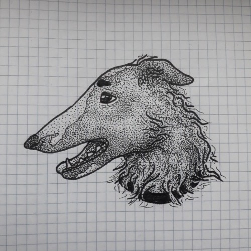 Borzoi Dog