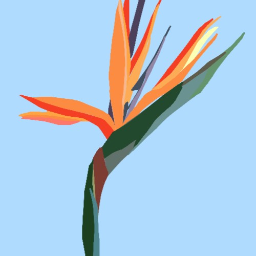 Bird of paradise