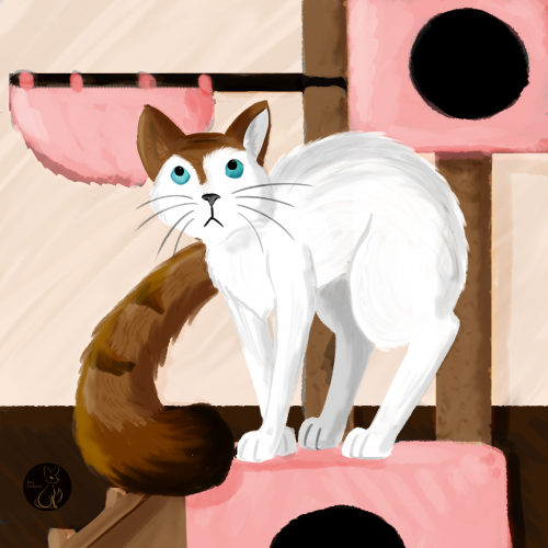 Turkish Van