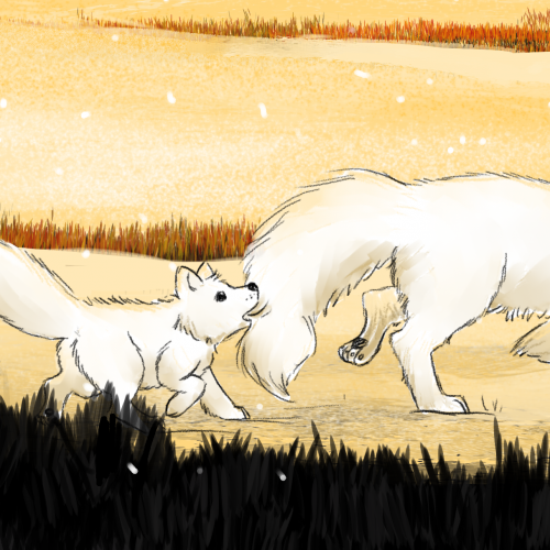 Artic foxes