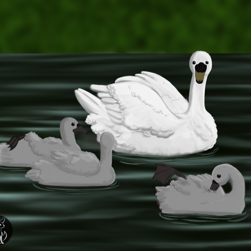 Swan family