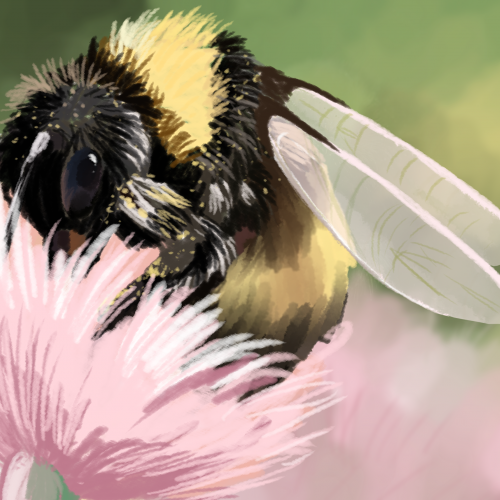 Bee