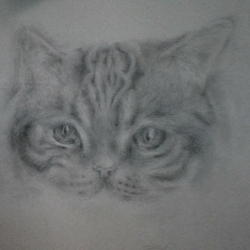 Random Cat