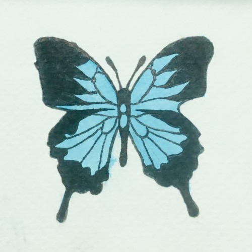 Papilio Ulysses Blu Butterfly