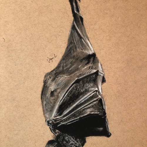 Bat