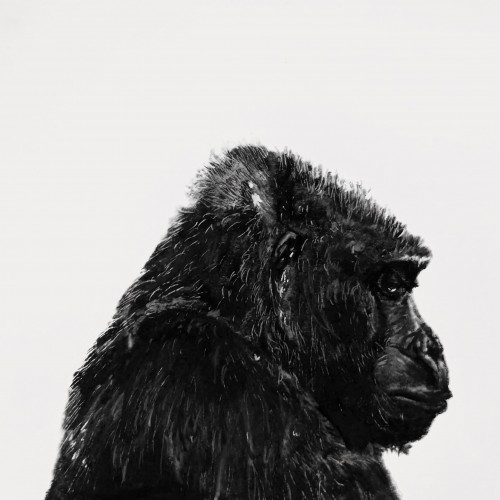 Gorilla