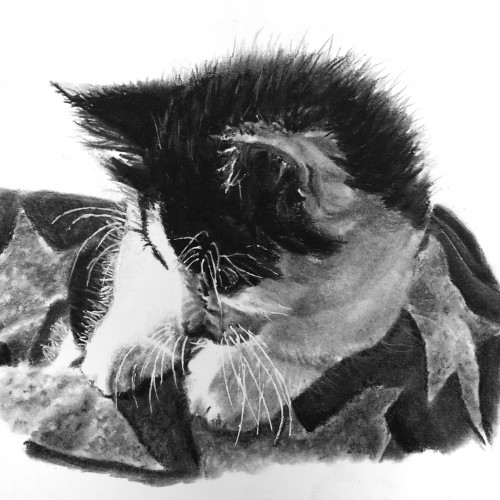Kitten commission