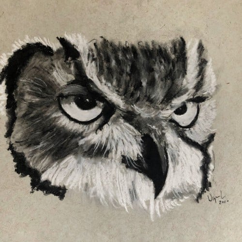 Owl speed drawing