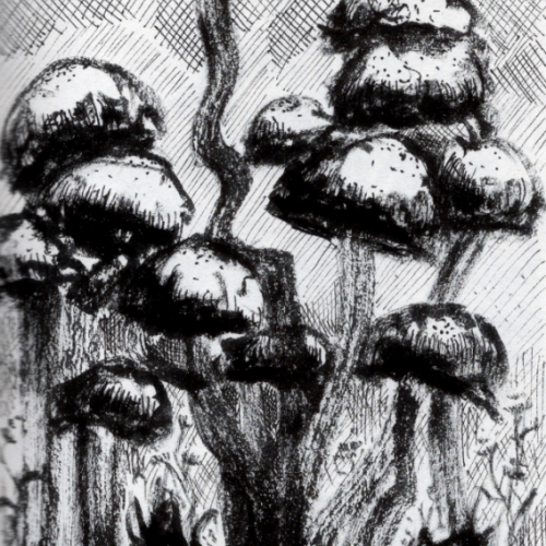 Mushroom Forest