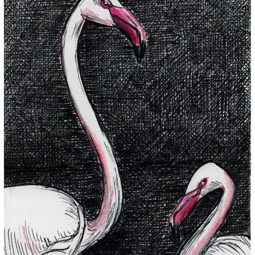 flamingos