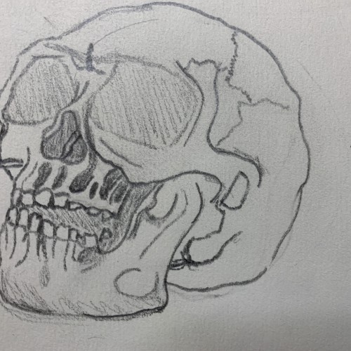 Skull study