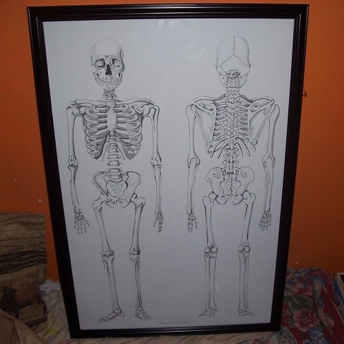 Bones