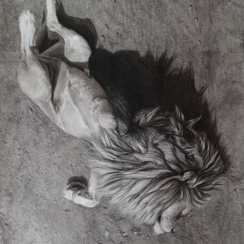 Lion sunbath
