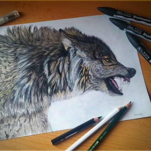 Wolf