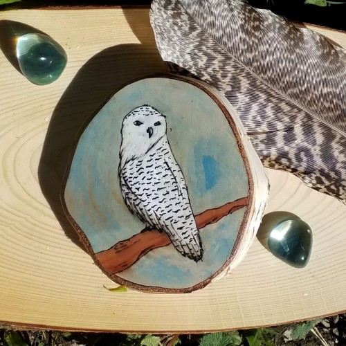 Snowy Owl on birch wood