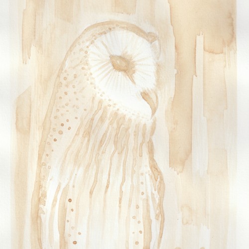 Owl Coffee painting study