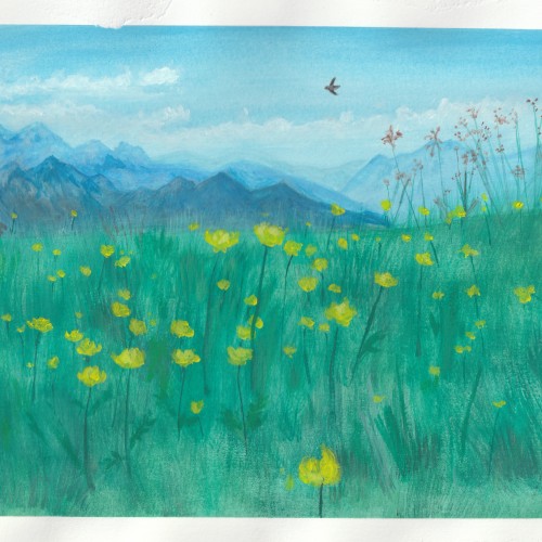 Yellow poppy field
