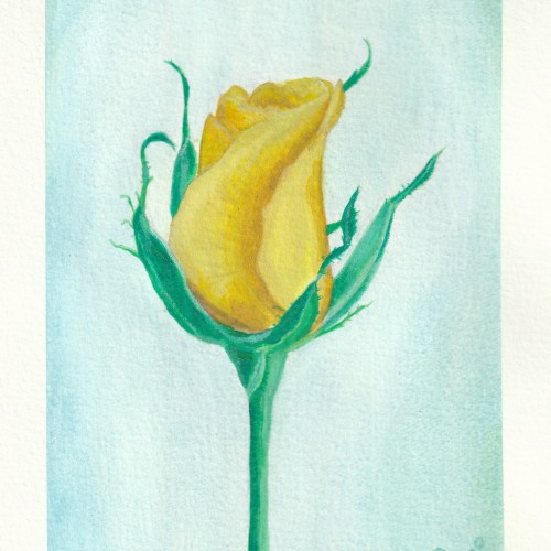 Yellow rose - gouache.
