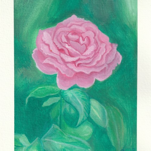Pink rose - Gouache.