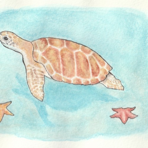 Sea Turtle