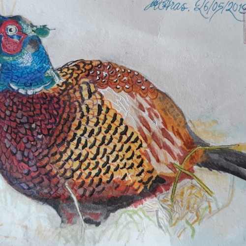 Pheasant