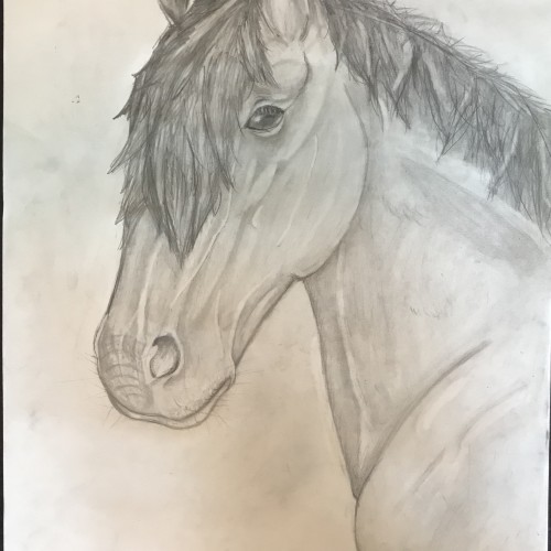 Practice Horse