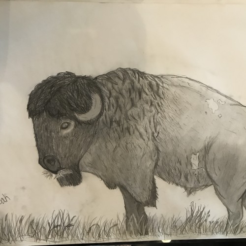 Finished Bison