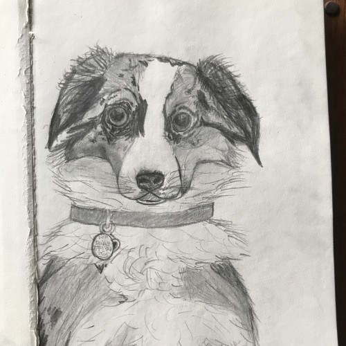 Tasi- My Dog (Drawing)