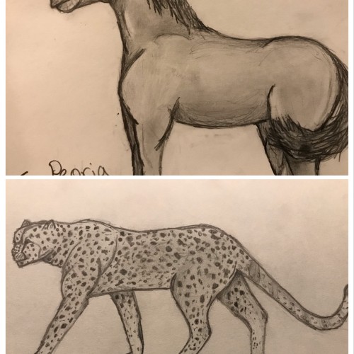 Cheetah+Horse Sketch