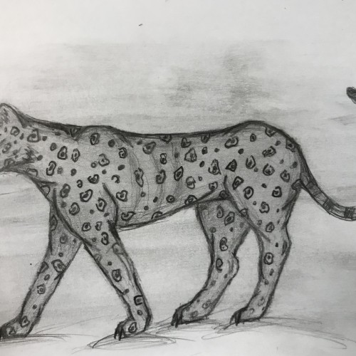 Leopard Sketch