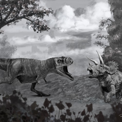 T-Rex and Triceratops fight.