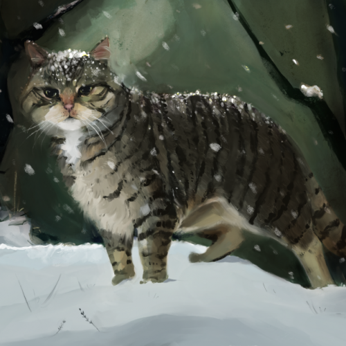 Scottish wildcat